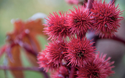 Olieplanten